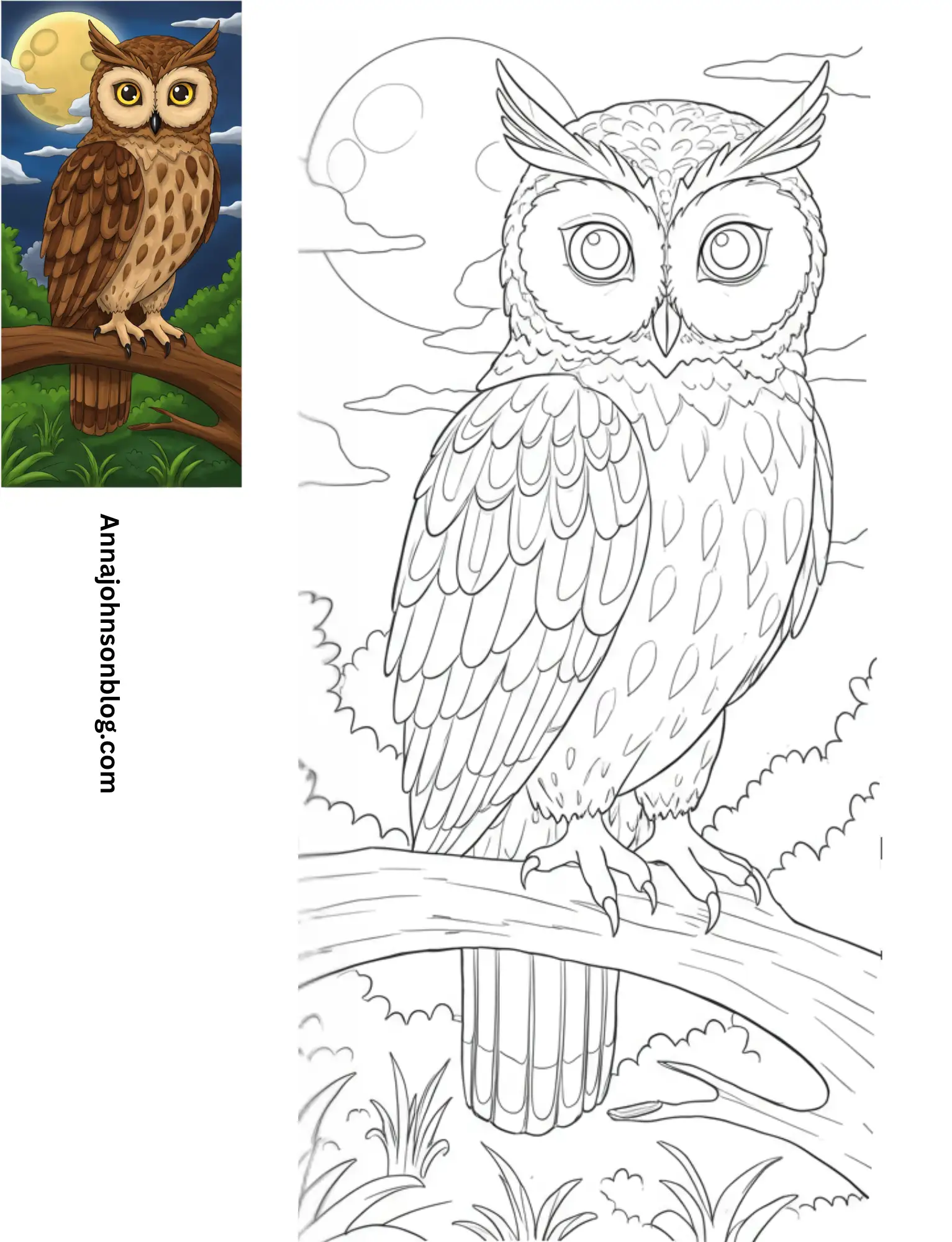 owl-coloring-pages-colored