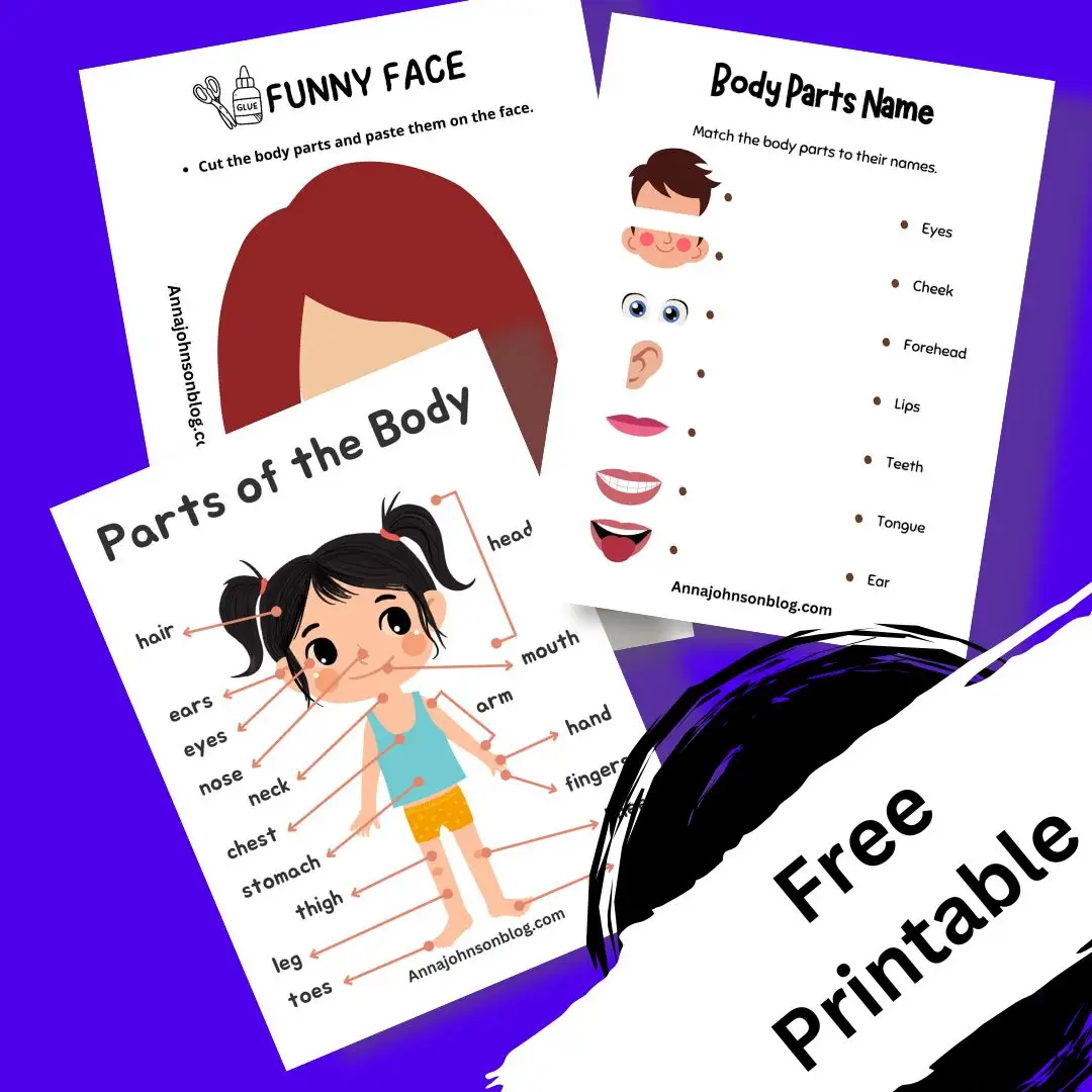 worksheet body parts preschool